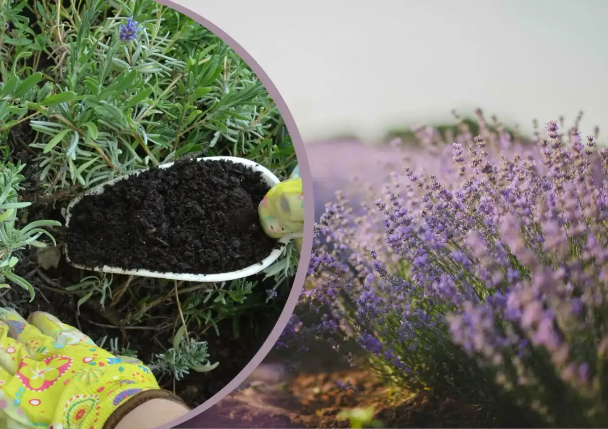 Jaki nawóz do lawendy, aby uniknąć błędów w uprawie?