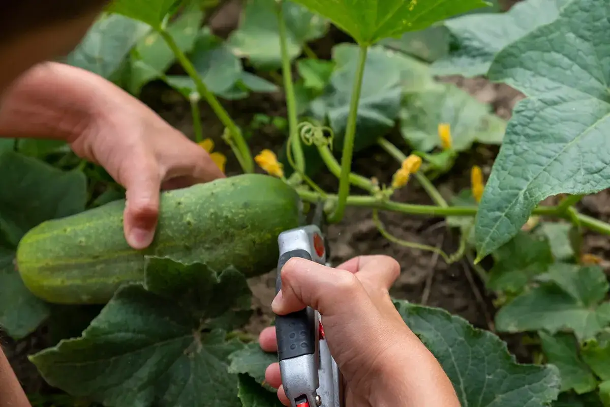 Uprawa ogórków gruntowych: Poradnik krok po kroku do obfitych plonów