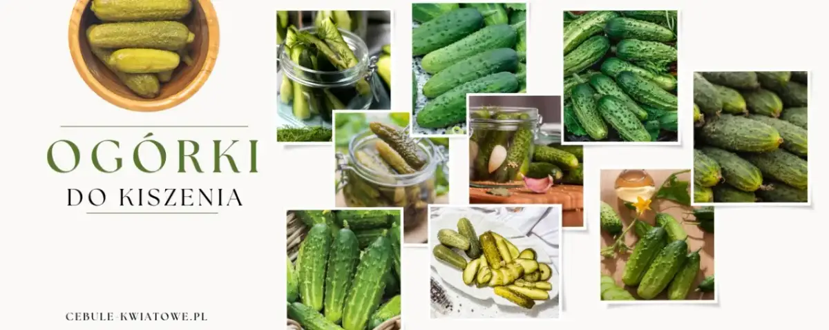 Jakie odmiany ogórków do kiszenia – wybierz najlepsze dla siebie