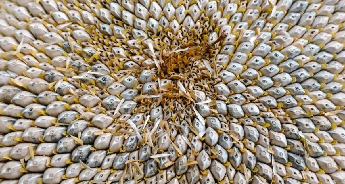 Zbliżenie na nasiona słonecznika. Czy pies może jeść pestki słonecznika? Te drobne, ułożone w geometryczny wzór nasiona mogą być smaczną przekąską, ale należy uważać na ich skorupki.