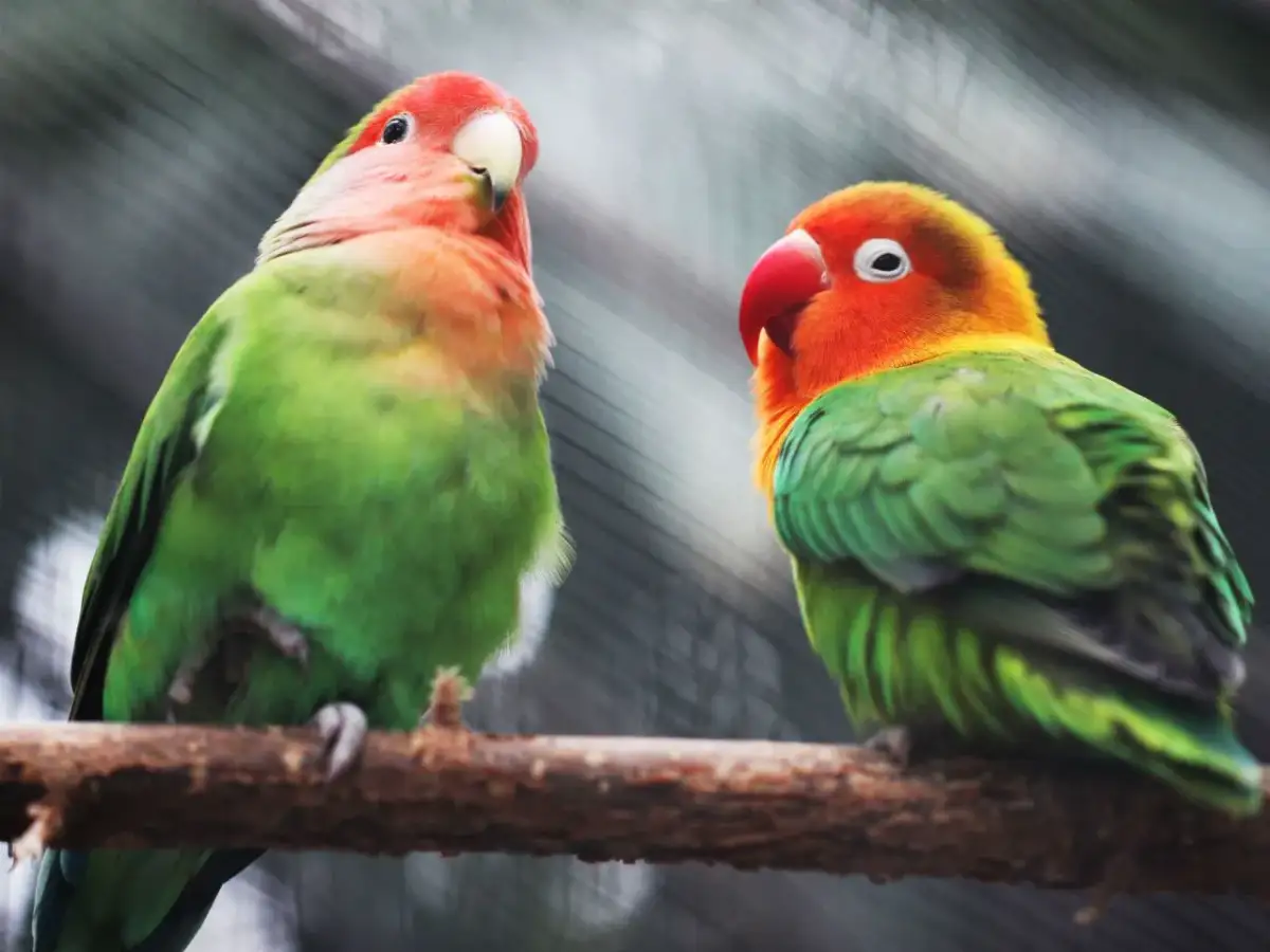 Papuga do domu? Wybierz mądrze na lata! Poradnik eksperta.