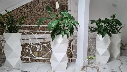 Czy skrzydłokwiat może stać w sypialni? Poznaj zalety i ryzyka