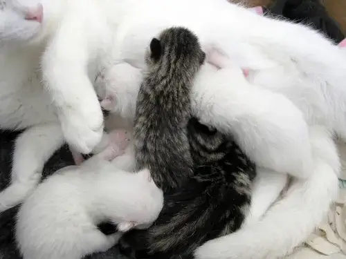 Jak długo kotka opiekuje się młodymi? Kluczowe etapy rozwoju kociąt