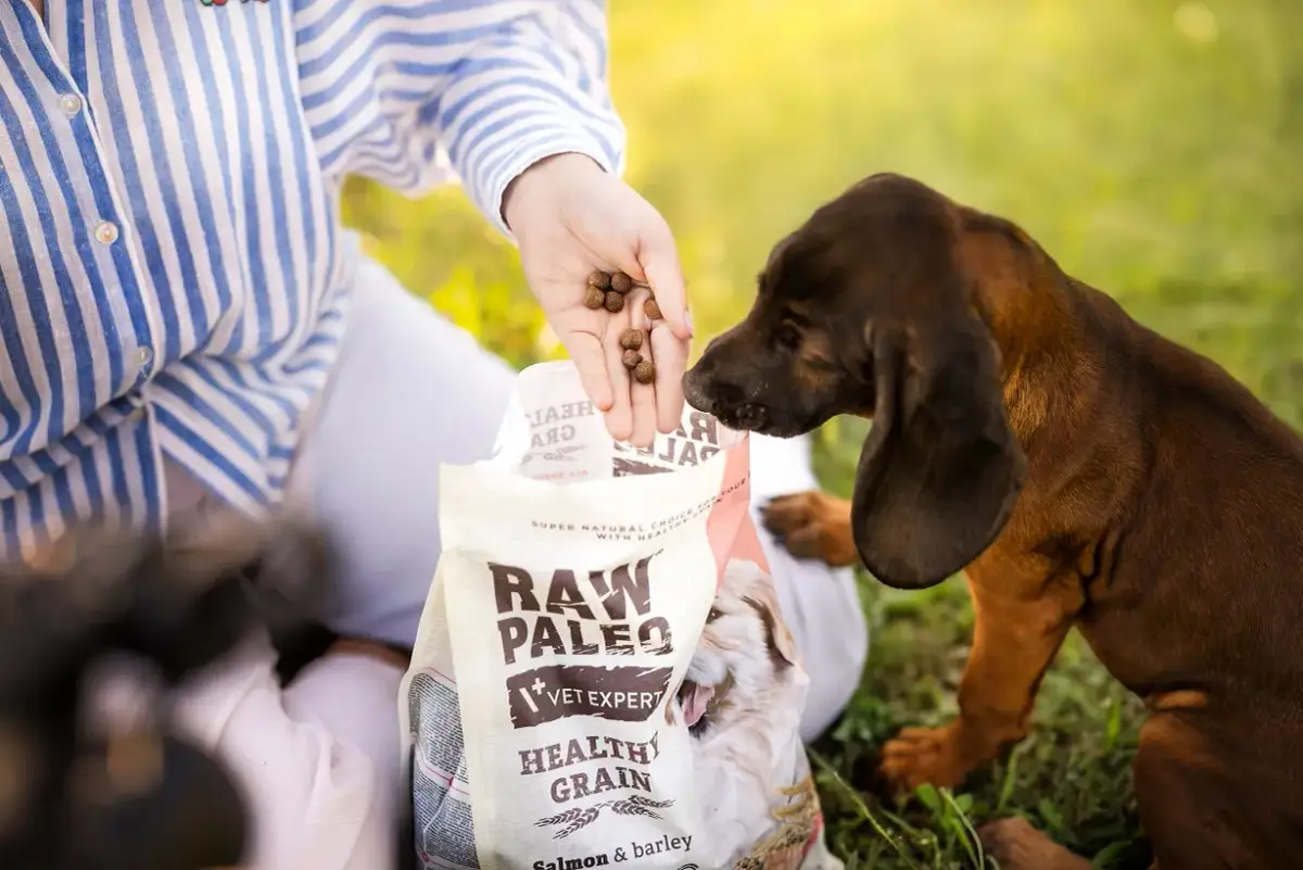 Czy pies może jeść zboże? Sprawdź, co musisz wiedzieć o diecie psa