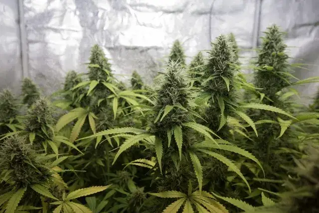 Jak uprawiać marihuanę w Polsce i unikać problemów prawnych