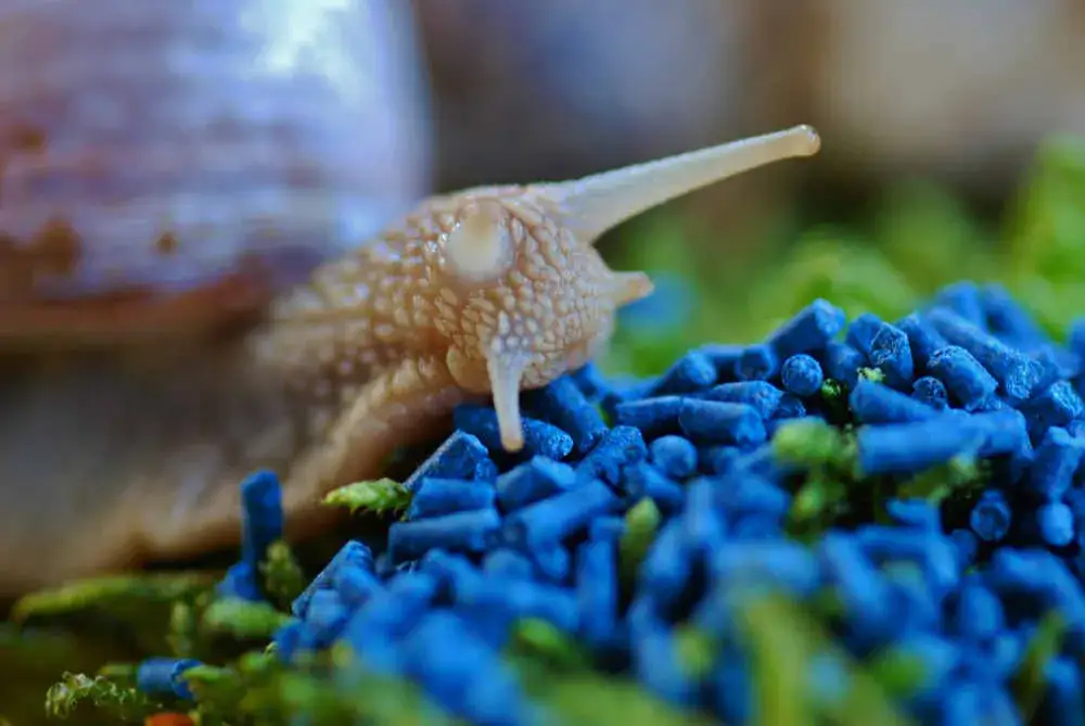 Czy trutka na ślimaki jest szkodliwa dla ludzi? Oto niebezpieczeństwa