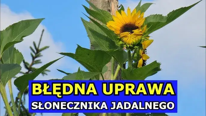 Kiedy siać słonecznik jadalny, aby uniknąć niepowodzeń w uprawie?