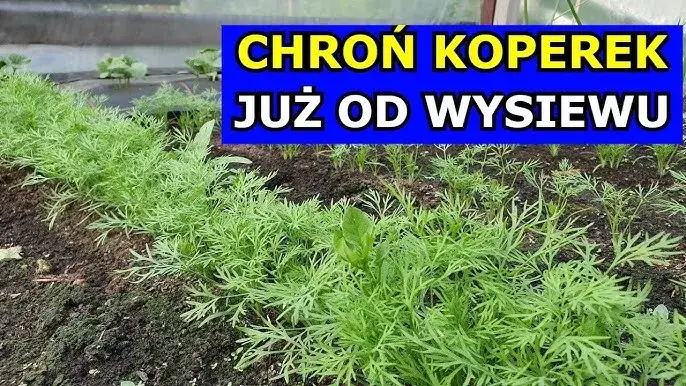 Jak uprawiać koperek: proste sposoby na zdrowe i aromatyczne zbiory
