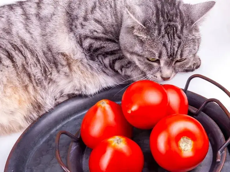 ¿A los gatos les gusta el tomate? Lo que debes saber sobre su seguridad