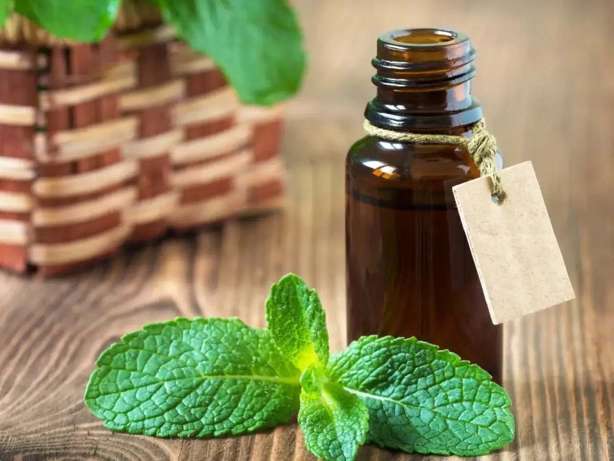 Olejek miętowy na co? Odkryj jego niezwykłe właściwości zdrowotne