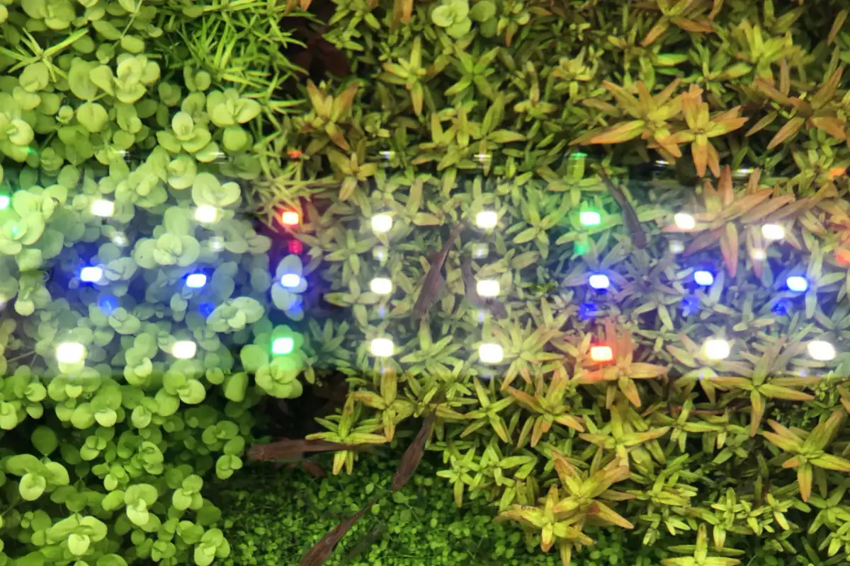 Ile świecić w akwarium? Kluczowe zasady dla zdrowych ryb i roślin