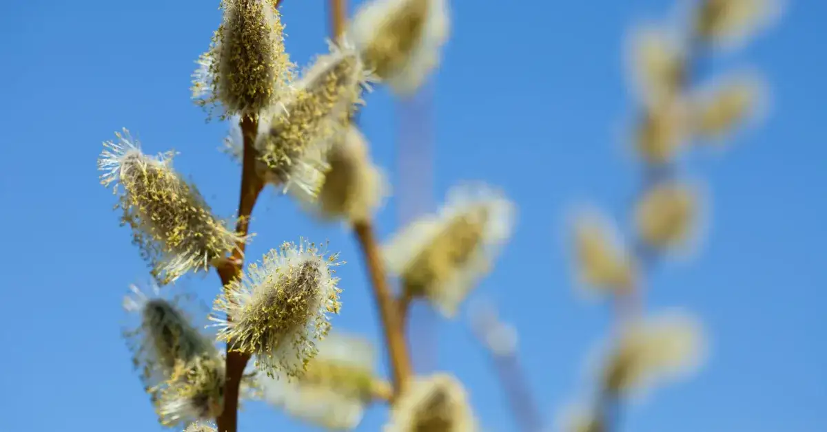 Kwitnienie olchy: Kiedy? Jak rozpoznać? Wpływ na alergików