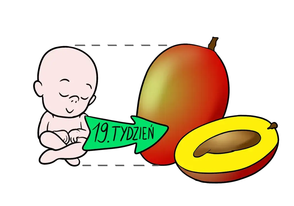 19 tydzień ciąży - na jakiej wysokości jest dziecko i co to oznacza?