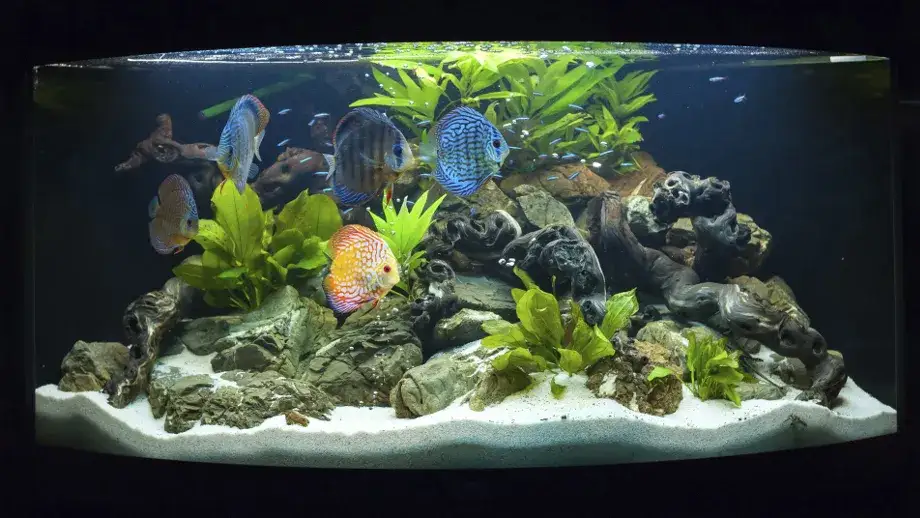Co potrzeba do akwarium: kompletna lista niezbędnych akcesoriów
