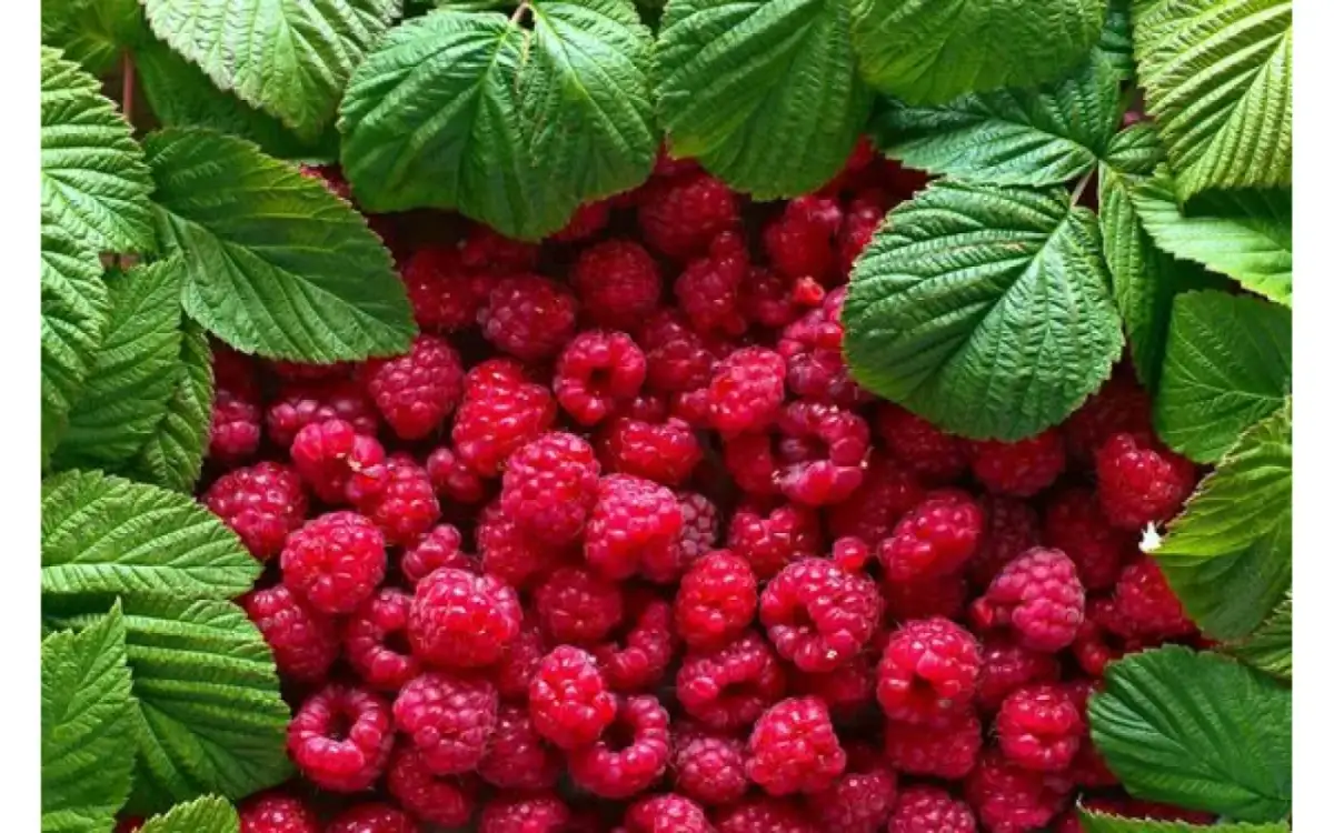 Jak zrobić wino malinowe: sprawdzony przepis na pyszny trunek w domu