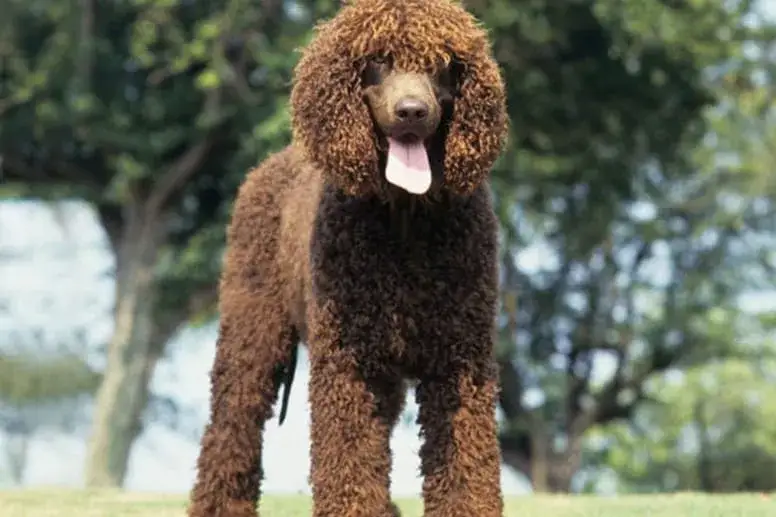 Duże psy które nie gubią sierści – idealne dla alergików i czystego domu