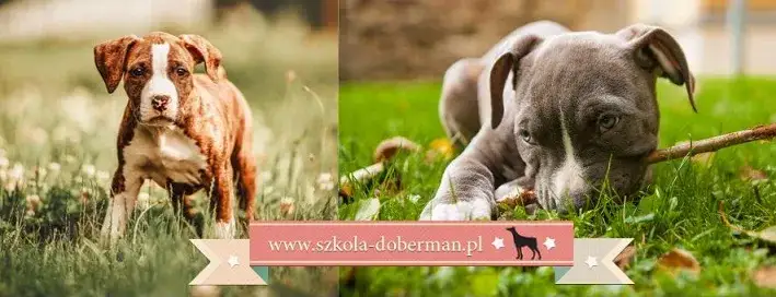 Jak wytresować amstaffa? Poradnik dla zrównoważonego psa