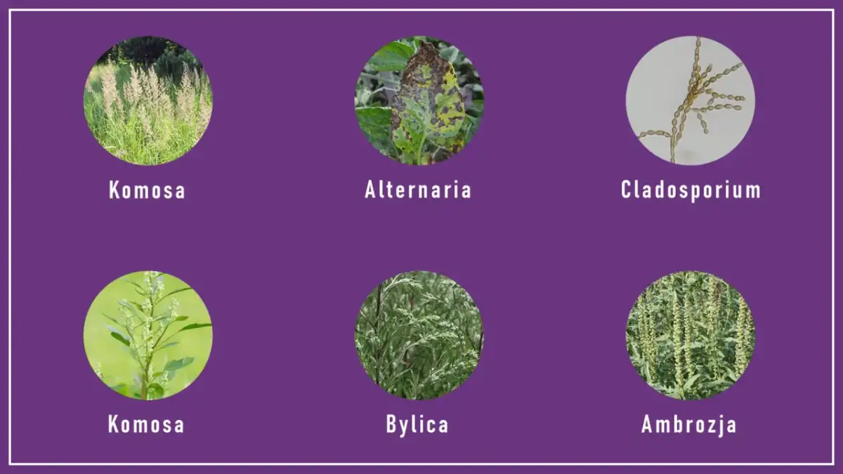 Komosa, bylica, ambrozja i grzyby Alternaria, Cladosporium – to główne alergeny, co pyli we wrześniu.