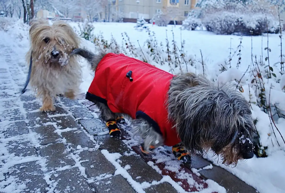 Jak stylowo spacerować z psem? Modne outfity na każdą pogodę!