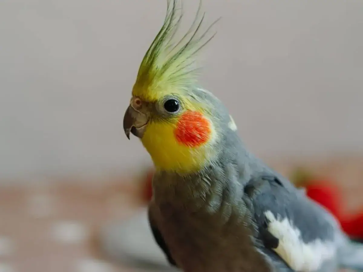 Ile żyje papuga nimfa? Zadbaj o długie lata z pupilem!