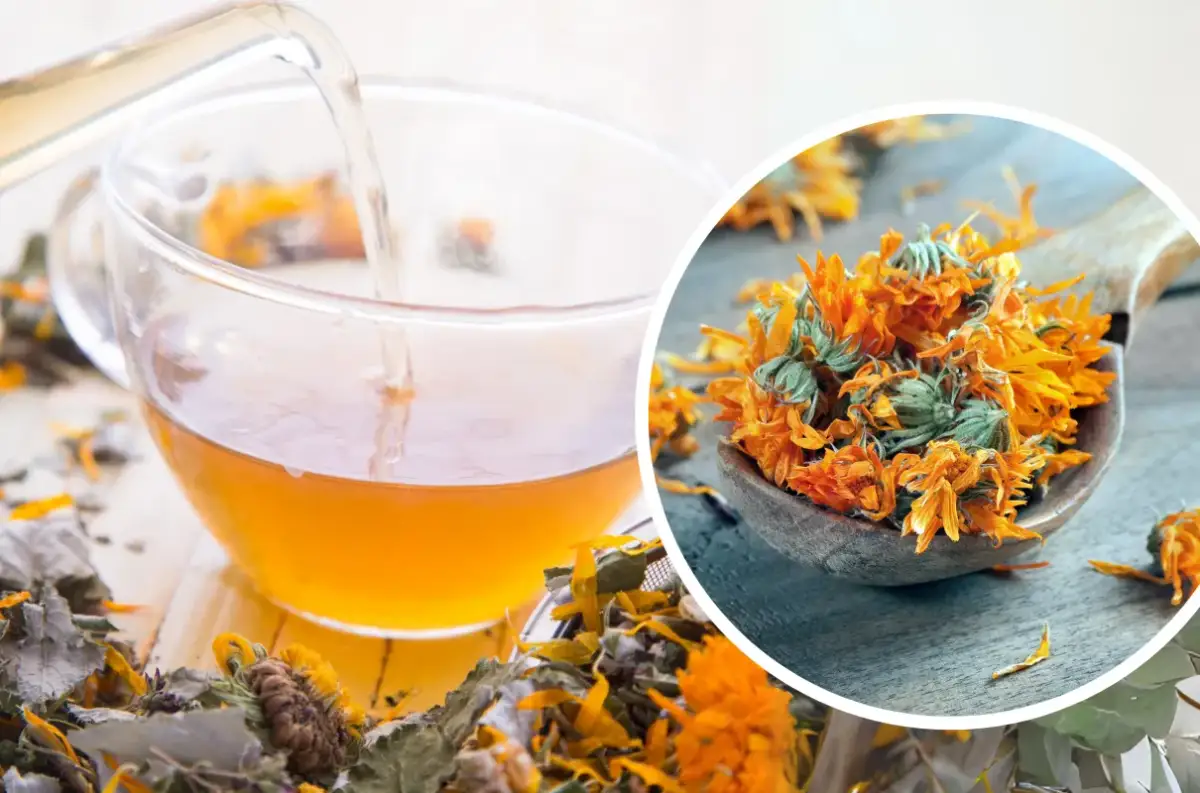 Napar z nagietka na co pomaga – poznaj jego niezwykłe właściwości zdrowotne