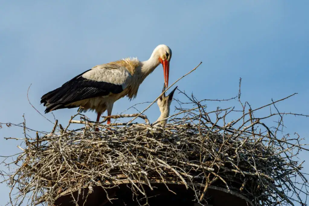 Bociany zabijają pisklęta: naukowe wyjaśnienie bezwzględnej strategii