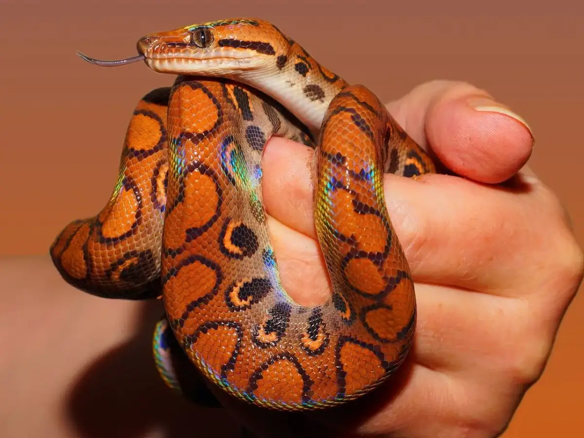 Terrarium dla węża zbożowego: Kompletny przewodnik krok po kroku