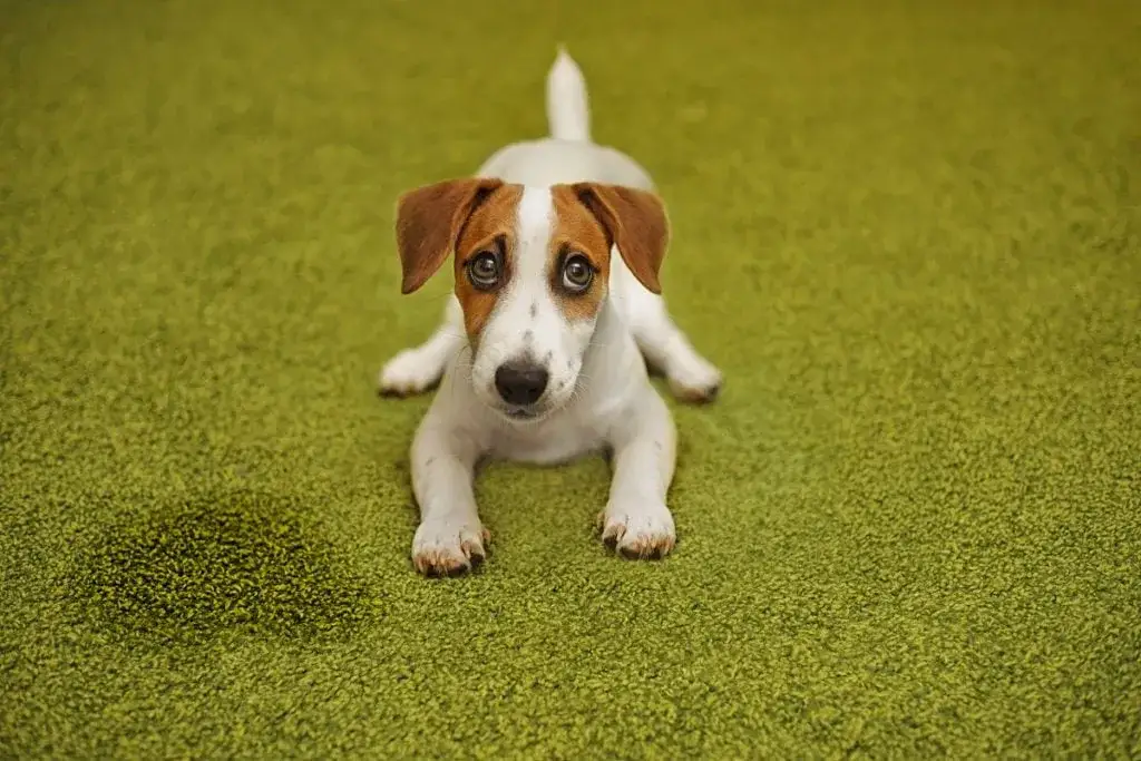 Jak oduczyć psa znaczenia terenu w domu i przywrócić spokój