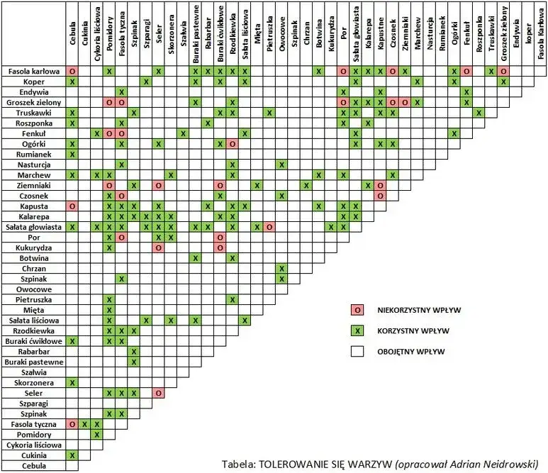 Sałata obok czego sadzić – najlepsze rośliny wspierające wzrost