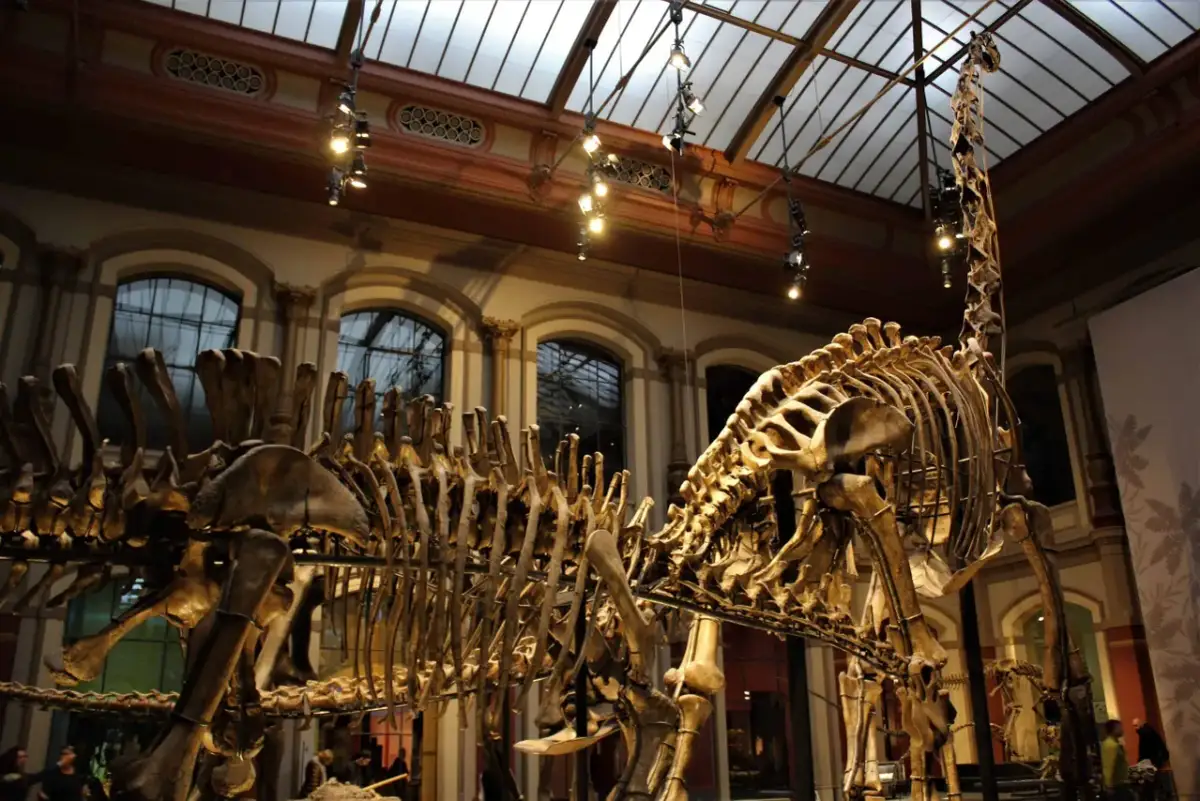 Szkielet dinozaura w berlińskim muzeum. Ogromne kości i żebra tworzą imponujący widok.