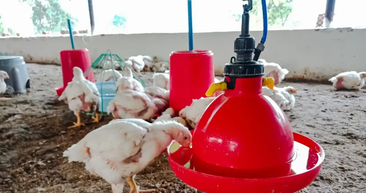 Ceny skupu drobiu w Polsce: jak zmiany wpływają na branżę drobiarską