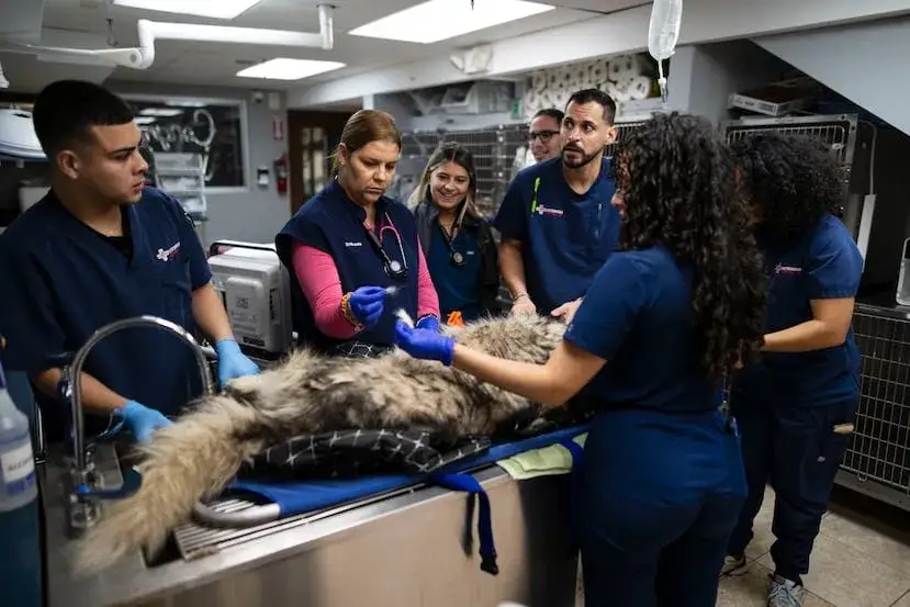 Clínica Veterinaria Sedano en Salamanca: Servicios y Atención 24/7