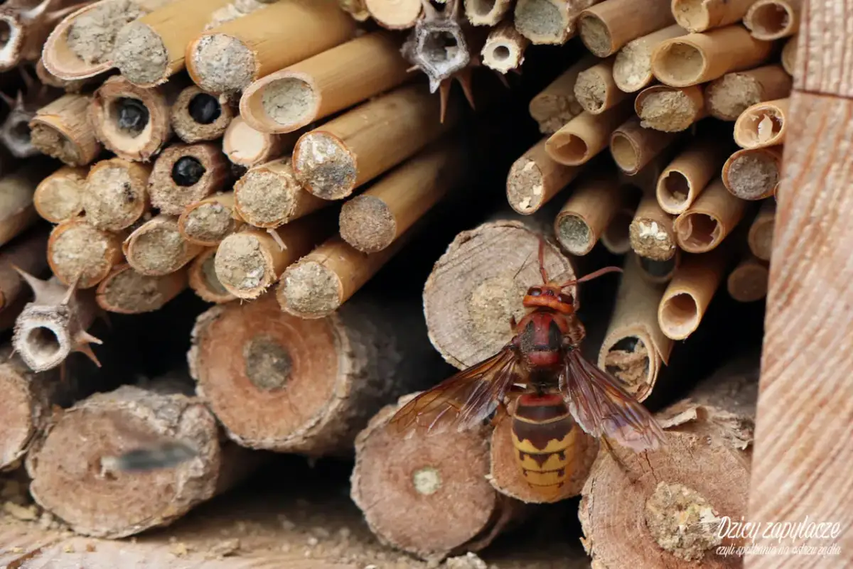 Roczny cykl życia szerszeni: Jak powstaje i ginie kolonia?