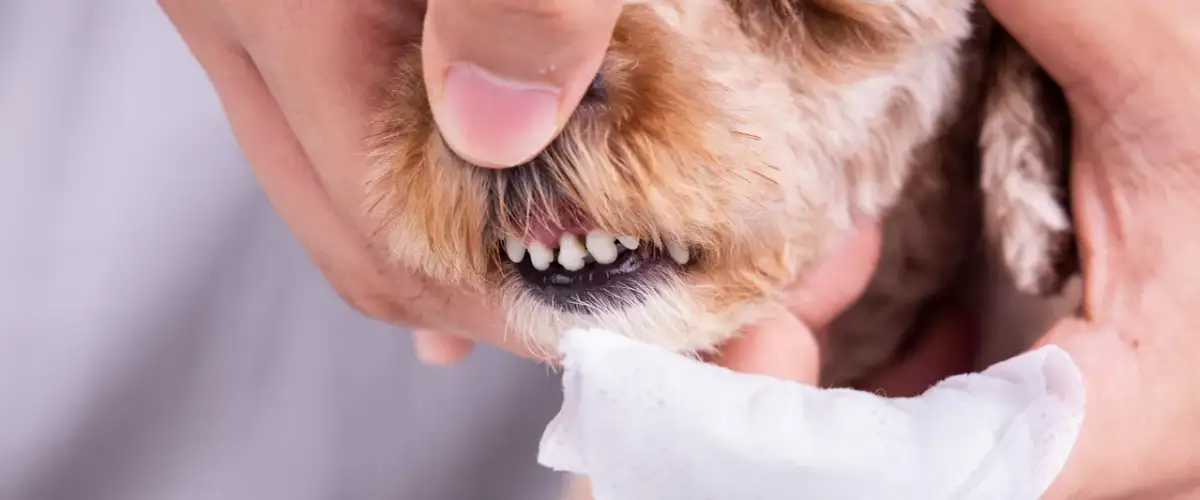 Kiedy szczeniaki zmieniają zęby? Poznaj kluczowe etapy teethingu