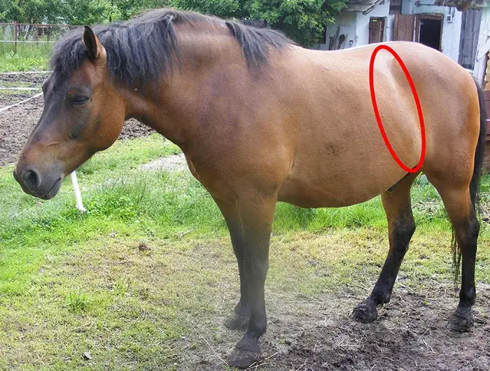 Skręt jelit u konia objawy: jak rozpoznać i uniknąć tragedii