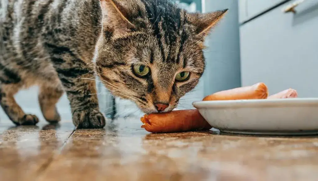 Czy koty mogą jeść parówki? Sprawdź, dlaczego to może być niebezpieczne