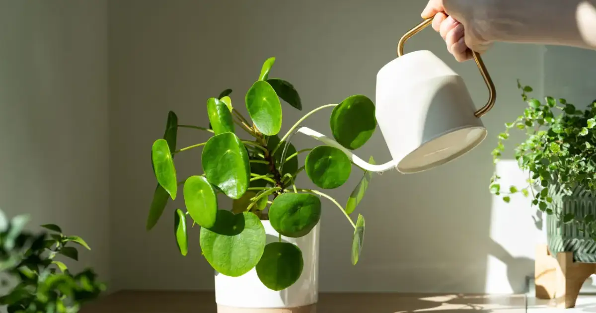 Pieniążek: Jak przyciągnąć bogactwo i szczęście?