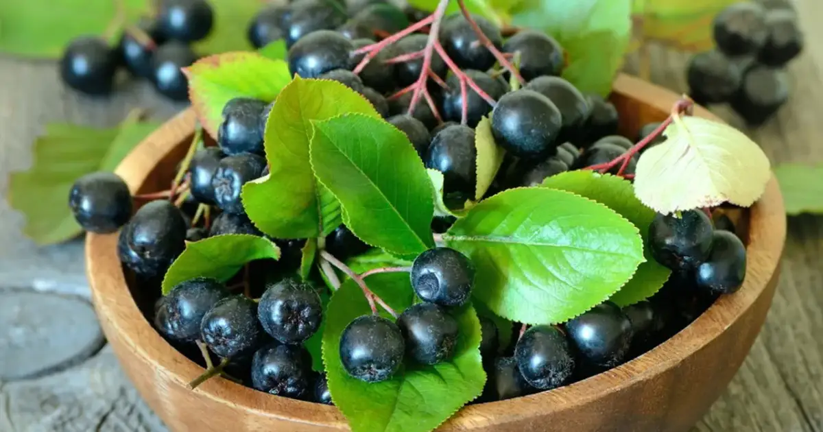 Aronia na surowo w drewnianej misce, otoczona zielonymi liśćmi. Te ciemne owoce są pełne zdrowia i gotowe do spożycia.