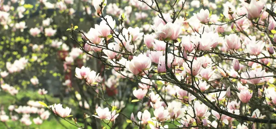 Jakie nawozy do magnolii zapewnią zdrowy wzrost i piękne kwitnienie