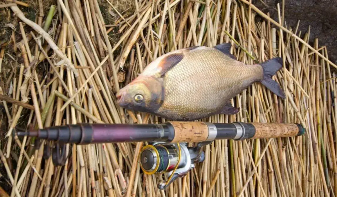 Jak wybrać odpowiedni haczyk na leszcza, by nie stracić ryby
