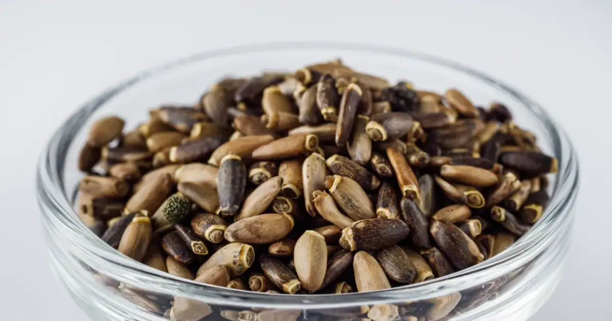 Czy ostropest obniża cholesterol? Sprawdź naukowe dowody i efekty