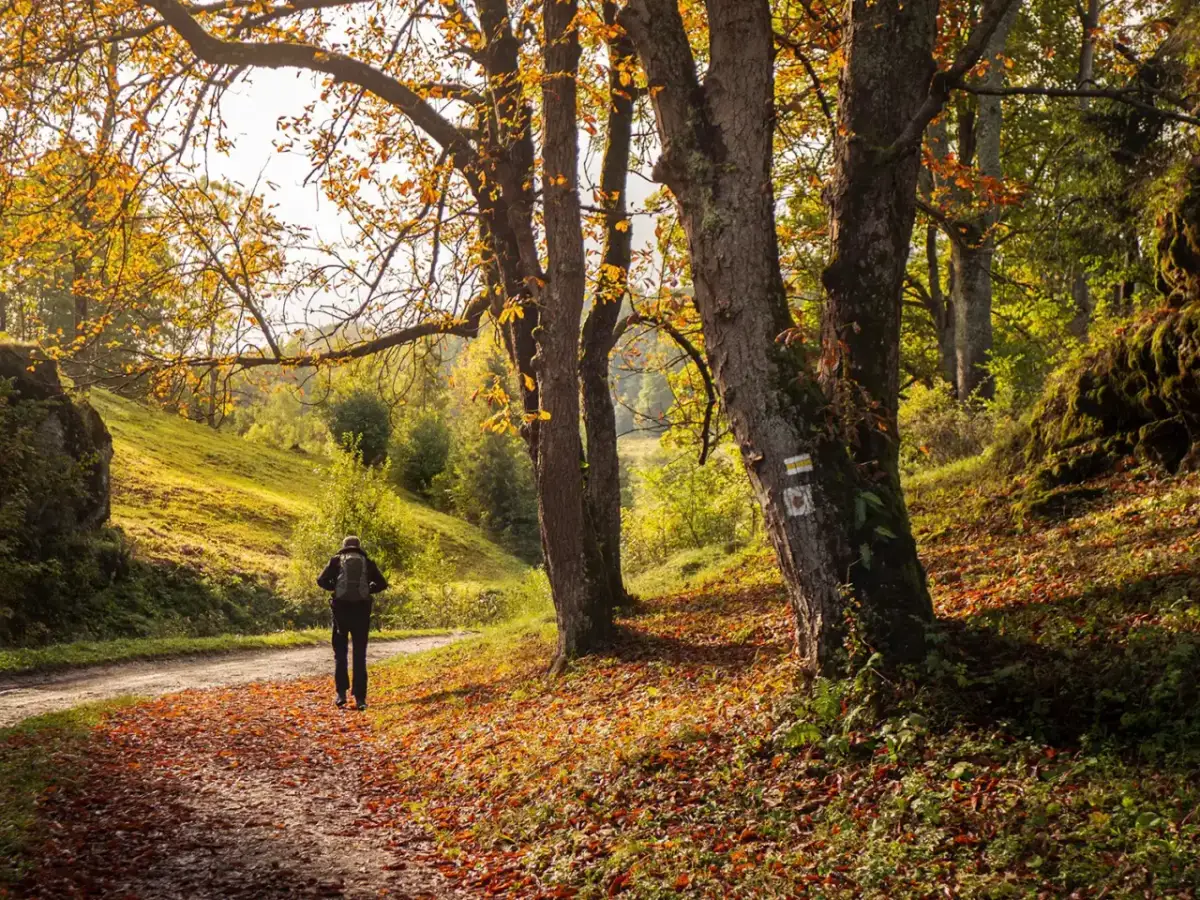 Turysta z plecakiem idzie ścieżką w jesiennym lesie, wśród opadłych liści i drzew.
