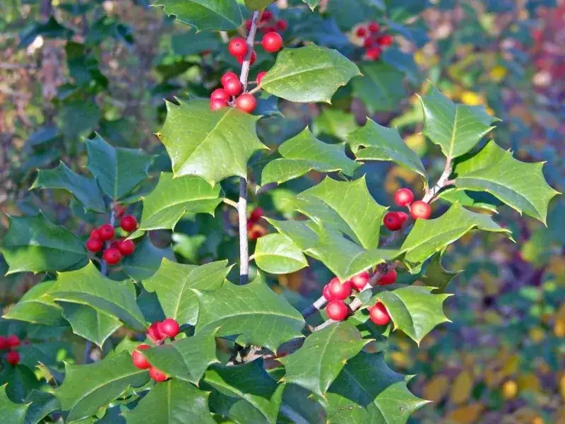 Jaki nawóz do ostrokrzewu zapewni zdrowy rozwój rośliny?