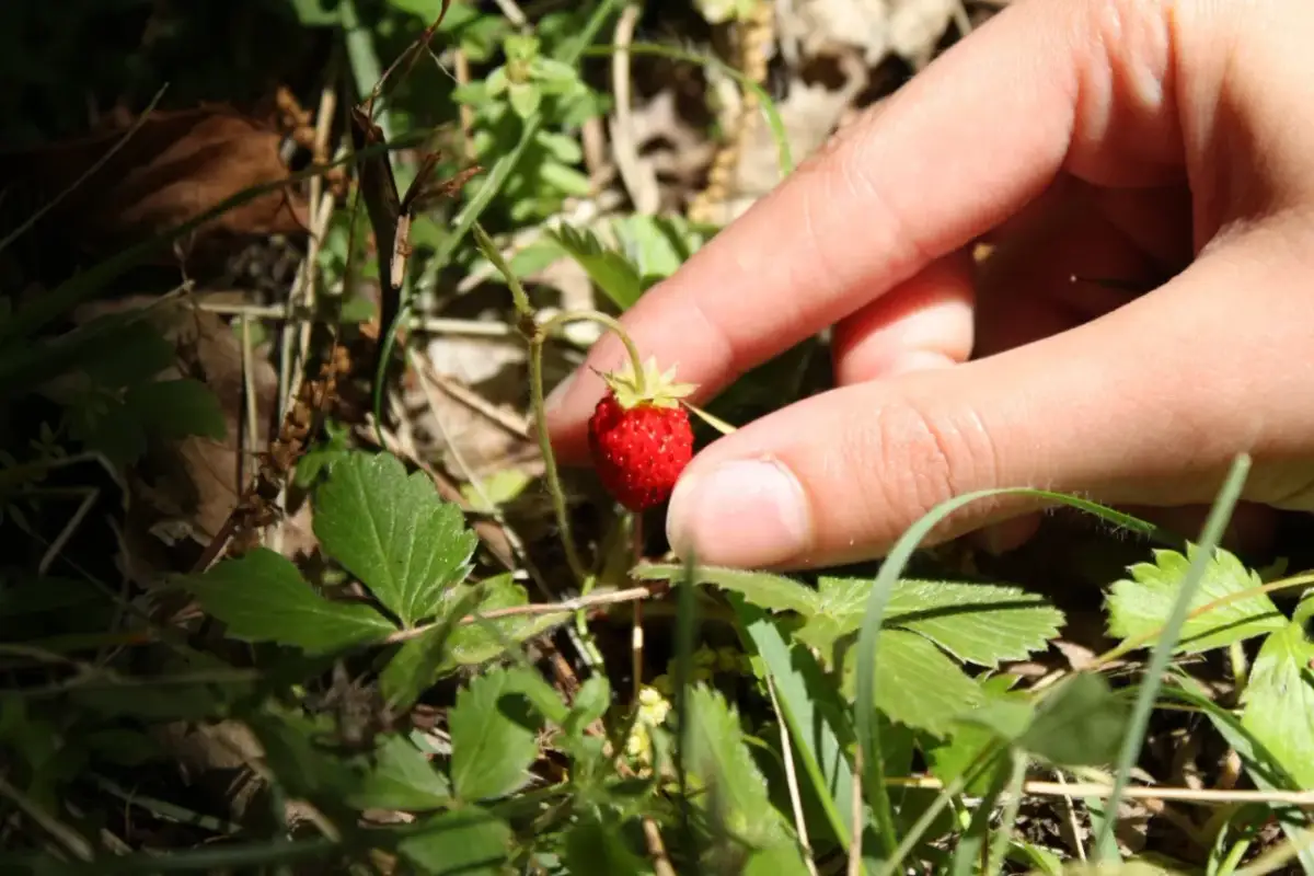 Sezon na poziomki: Kiedy zbierać leśne skarby?