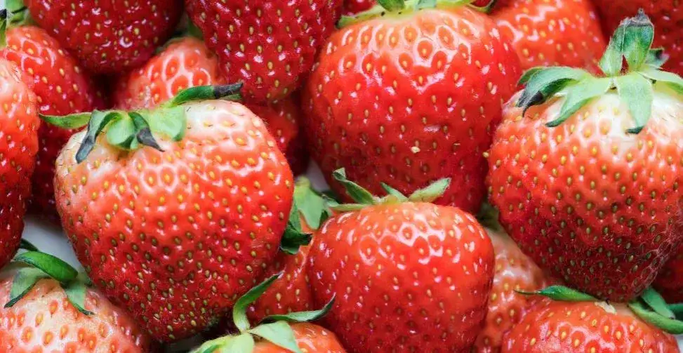 Kiedy jest sezon na truskawki w Polsce? Sprawdź najlepszy czas na zakupy