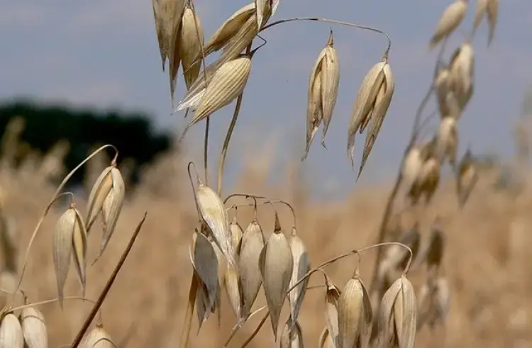 Jaki nawóz pod korzeń owsa zapewni najwyższe plony i zdrowie roślin?