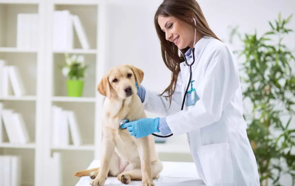 Veterinarios: Encuentra atención especializada y servicios cerca de ti