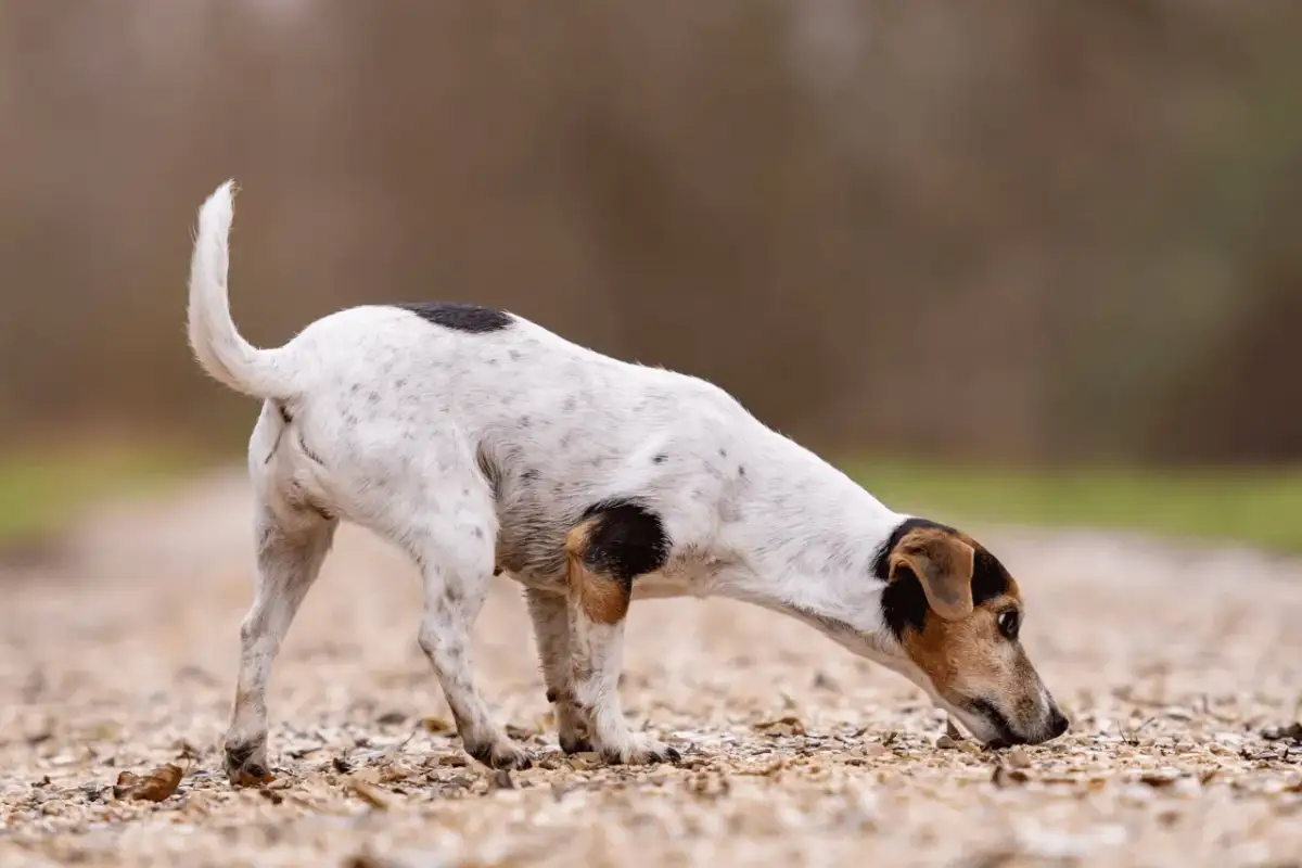 Mały piesek na spacerze, pochylony nad ziemią. Zastanawiasz się, dlaczego szczeniak je swoje odchody? To częste zachowanie, które może mieć różne przyczyny.