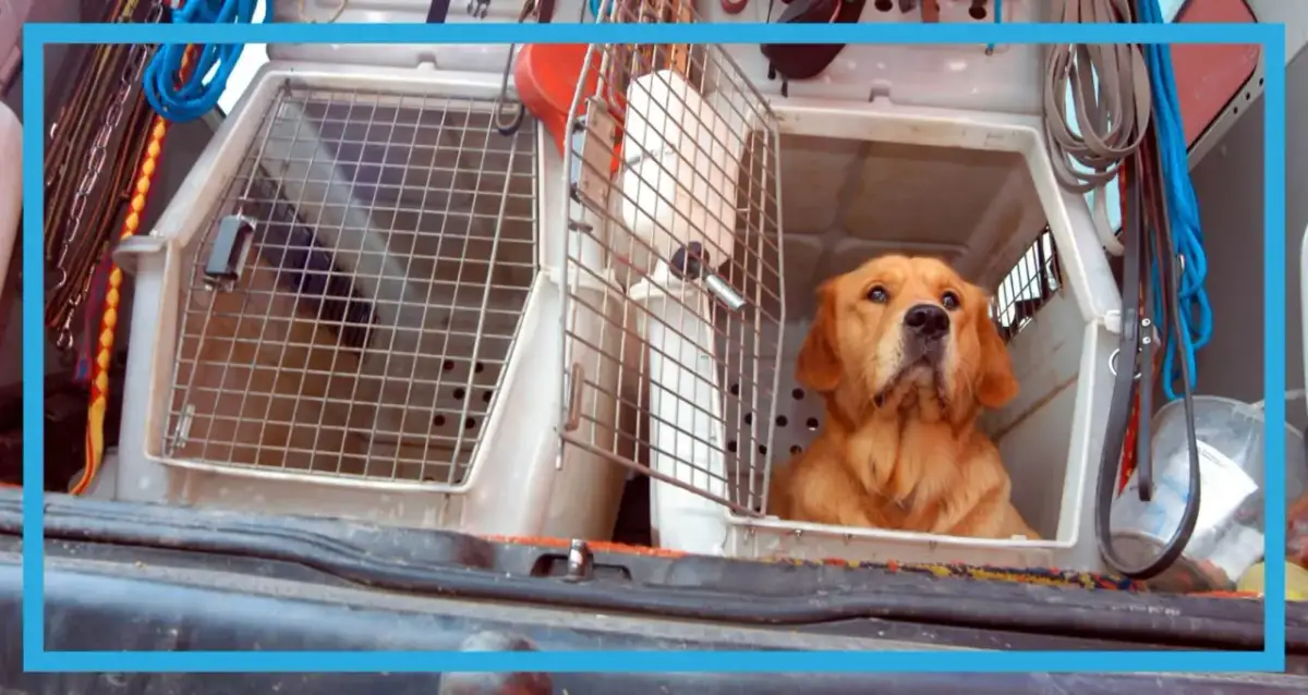 Bezpieczny transporter dla psa: Jak chronić pupila i uniknąć mandatu?