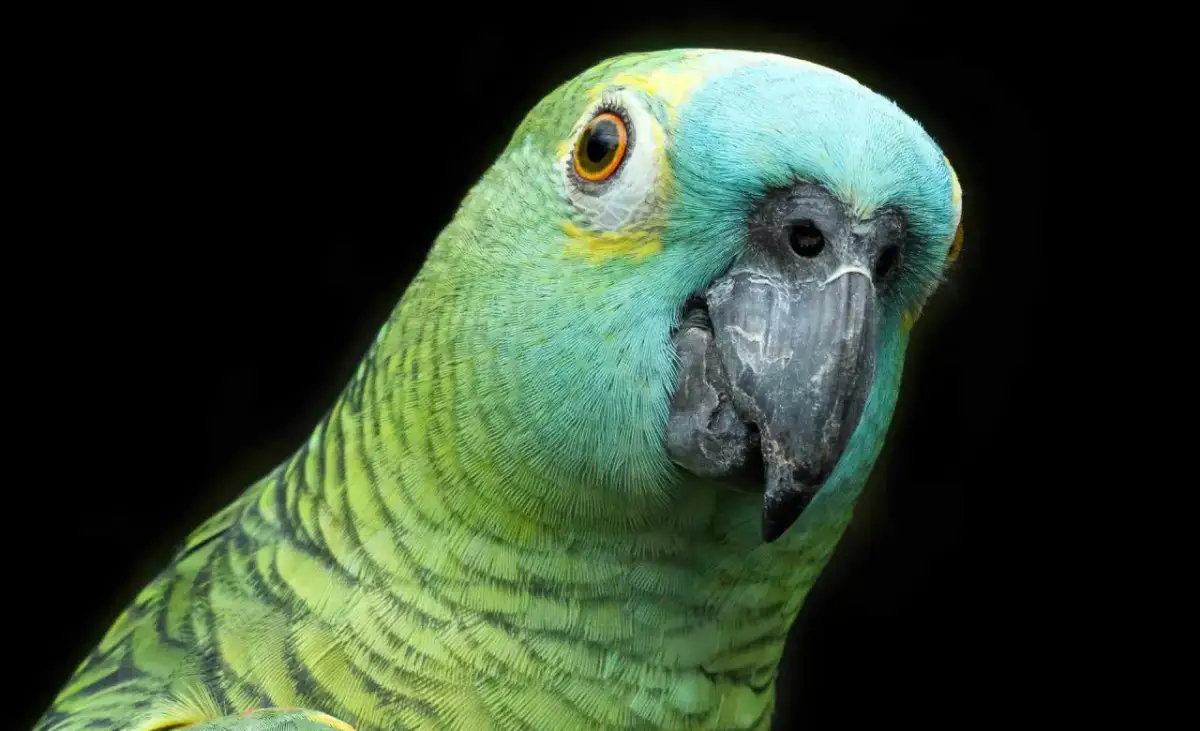 Papuga amazonka: Ile żyje? To zobowiązanie na pokolenia!